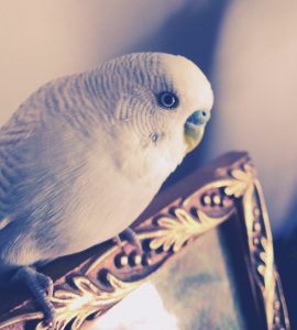 Quand l&rsquo;intelligence devient un critère décisif chez les perruches ondulées